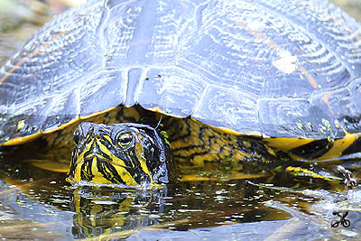 Gelbwangen-Schmuckschildkröte, Bodensee