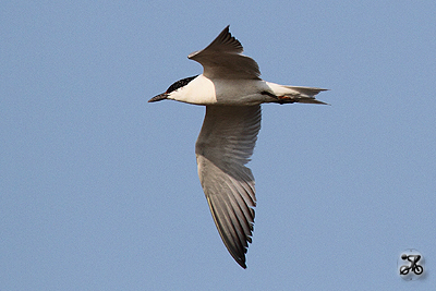 Lachseeschwalbe, Oste (Niedersdachsen)